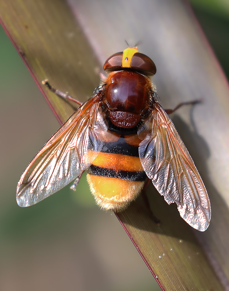 hornet hoverfly
